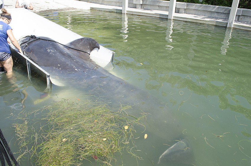 Officers of the Sarasota Police Department helped scientists from Mote Marine Laboratory  load the beached whale into a trailer for transport. A necropsy will be performed to try to determine its cause of death.