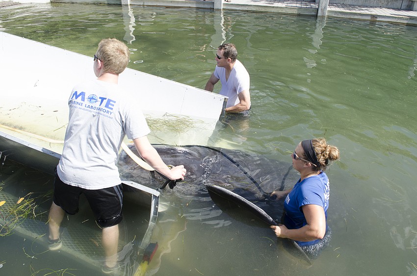 Rebeccah Hazelkorn, a senior biologist, along with Sgt. Bruce King with the Sarasota Police Dept. work to get the whale on the trailer and dry land.