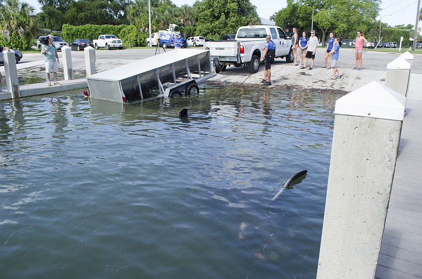 The pilot whale was towed to the boat ramp from Siesta Key, then was loaded into a trailer and took back to a Mote lab for further study.