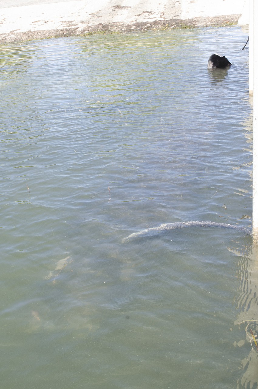 The deceased pilot whale is estimated to be about 15 feet long.