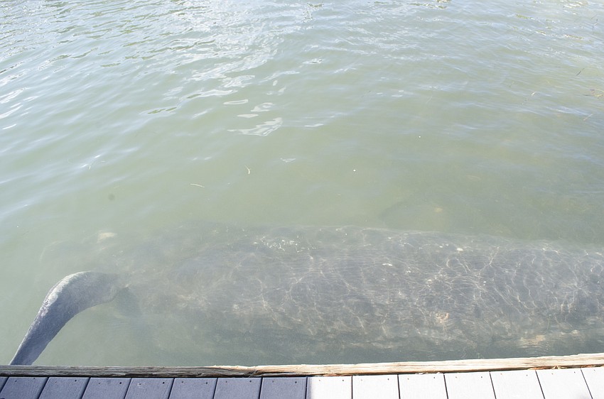 Researchers won't know a cause of death until after the necropsy, and even then testing may not give them a definitive answer.