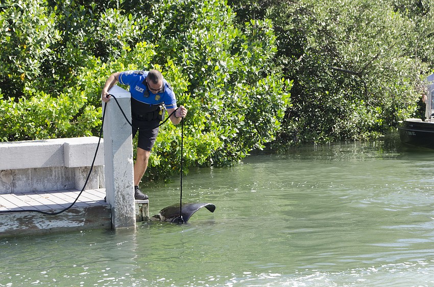 Officer Kenton Montegna with the Sarasota Police Department helped pull the whale into shallow water once the boat towed it in.