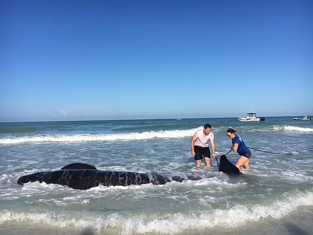 Rebeccah Hazelkorn, a senior biologist with Mote, and Sgt. Bruce King with the Sarasota Police Dept. helped remove the whale from Siesta Key and get it to Mote. Photo courtesy Shelby Isaacson/Mote Marine Laboratory