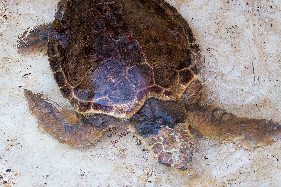 In February, Mote release this male adult sea turtle, Sea Salt, off Lido Key.