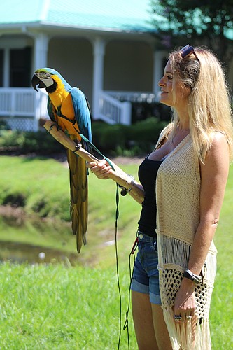 Lakewood Ranchâ€™s Angelique Still rescued Tilla, her pet macaw, three years ago.