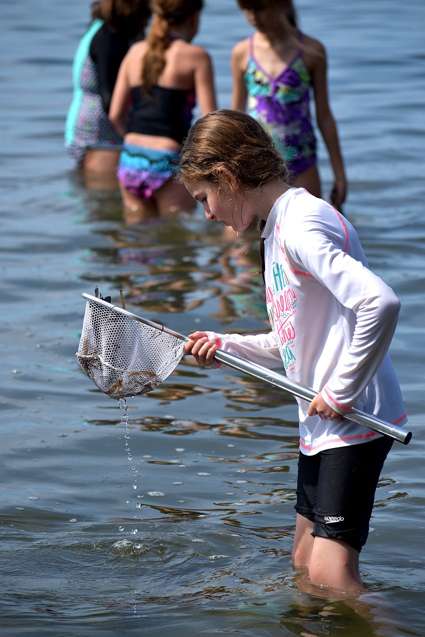 Eve Frajman checks her net for marine life. Campers did field sampling in Sarasota Bay and searched for a variety of marine life, such as sea cucumbers, mollusks, shrimp and crab.
