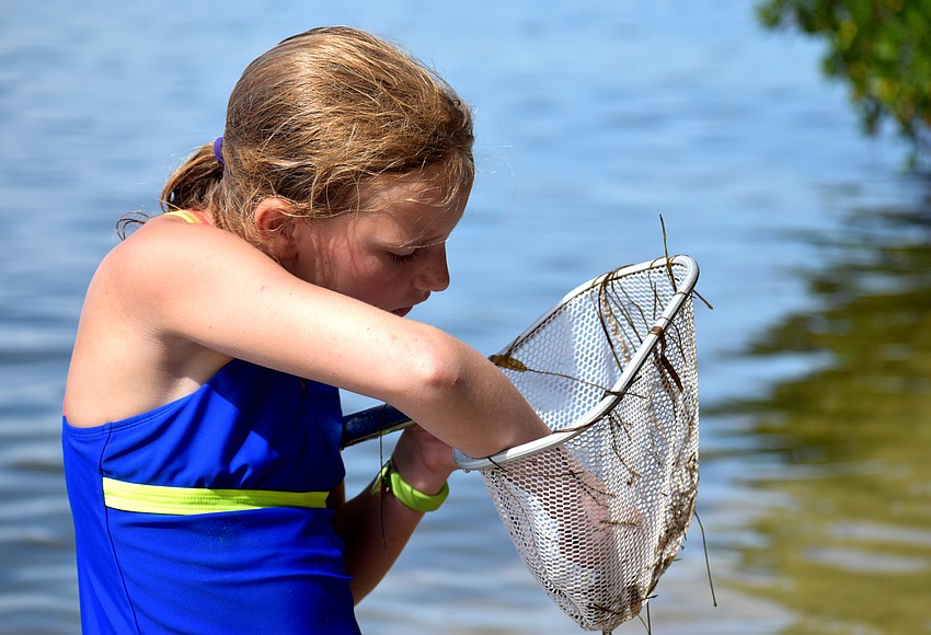 Your Observer | Photo - Julia Sawyer searches her net for marine life