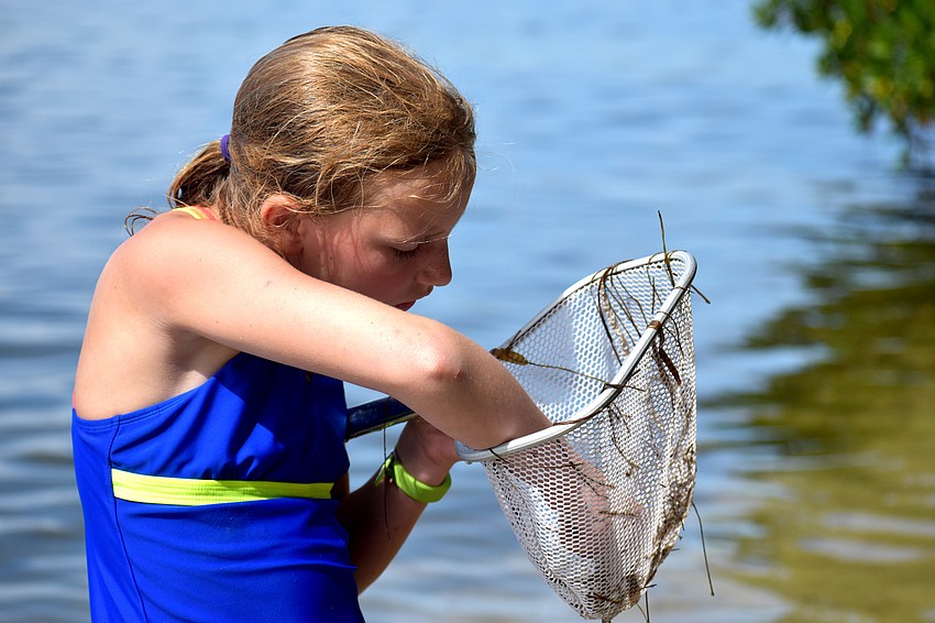 Julia Sawyer searches her net for marine life. Campers did field sampling in Sarasota Bay and searched for a variety of marine life, such as sea cucumbers, mollusks, shrimp and crab.