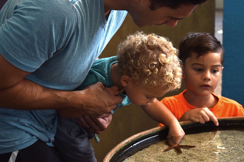 Abe Neuman touches a starfish in one of Mote’s touch tank during the Fins and Fun Family Festival.