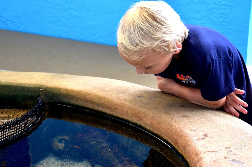 Jude Palladay looks into the touch tank.