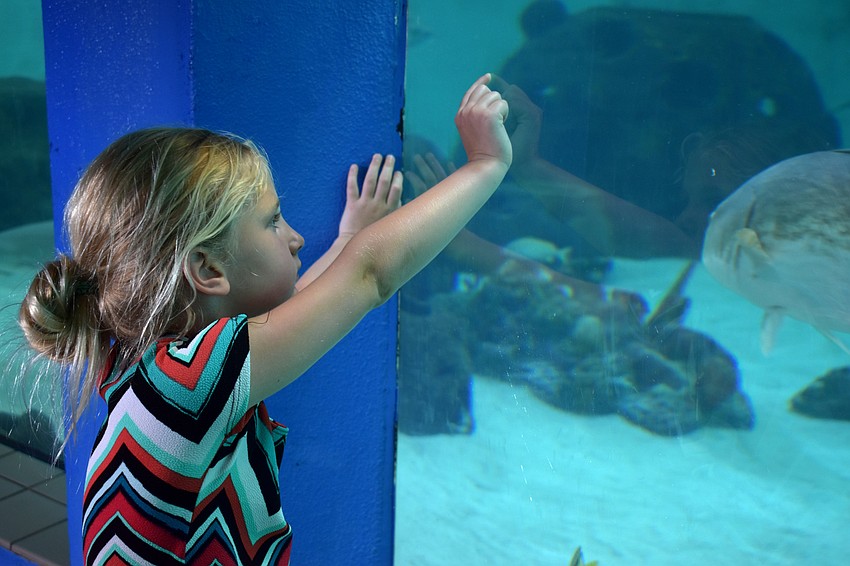 Cleio Birdas watches the shark swim around their tank at Mote.