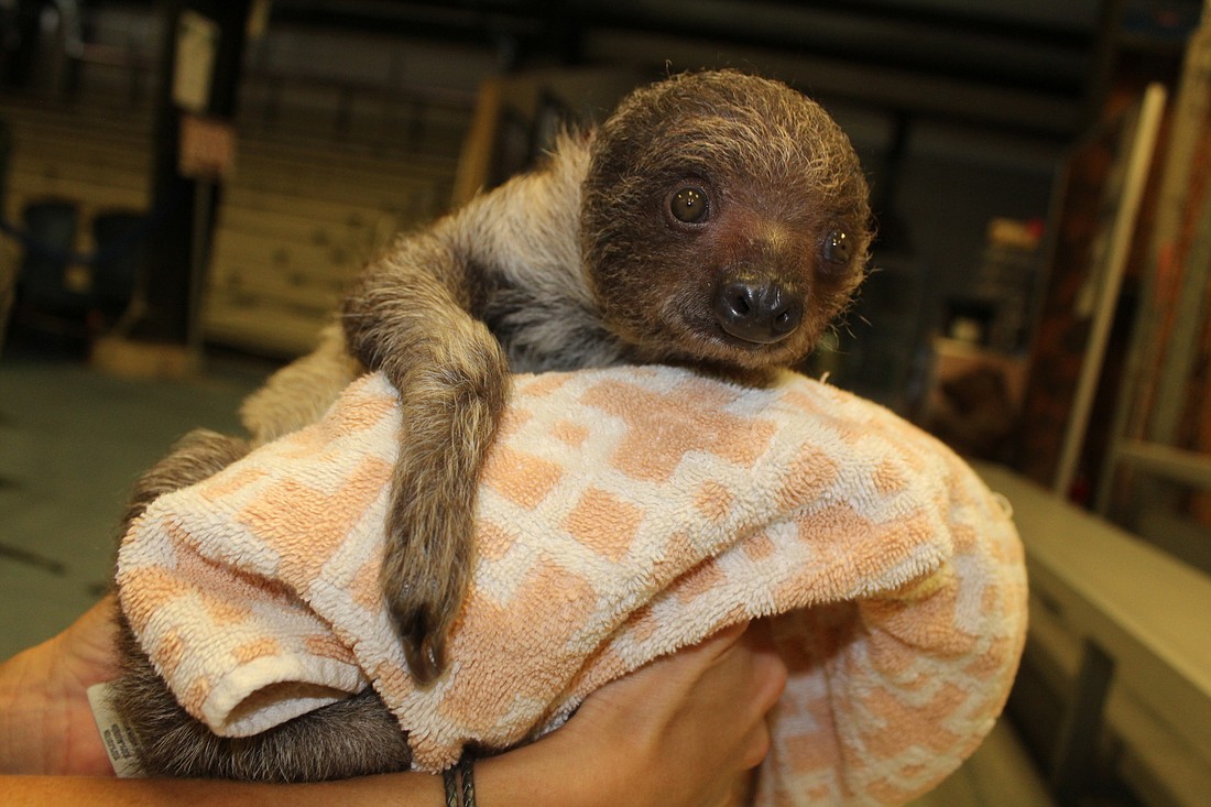 Stella will be the Big Cat Habitat&#39;s first sloth and newest addition.