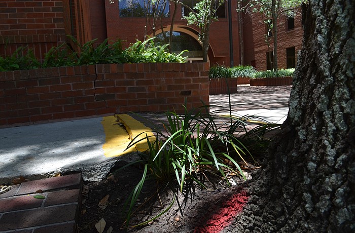 Roots on large trees planted in the 1800 block of Second Street are emerging from the ground and dislodging portions of the sidewalk â€” one reason the city should be careful about where it puts trees, staff says.