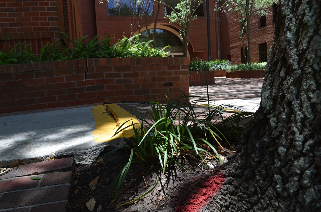 Roots on large trees planted in the 1800 block of Second Street are emerging from the ground and dislodging portions of the sidewalk â€” one reason the city should be careful about where it puts trees, staff says.