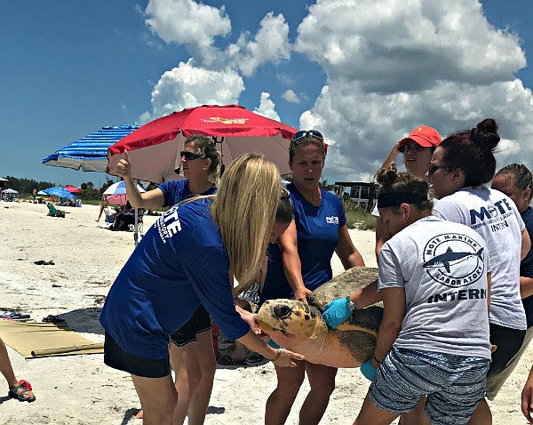 On July 5, Mote staff and specially trained interns carry loggerhead sea turtle Moby down Lido Beach for release. Photo courtesy Mary Alice Blackstock, Mote Marine Lab.