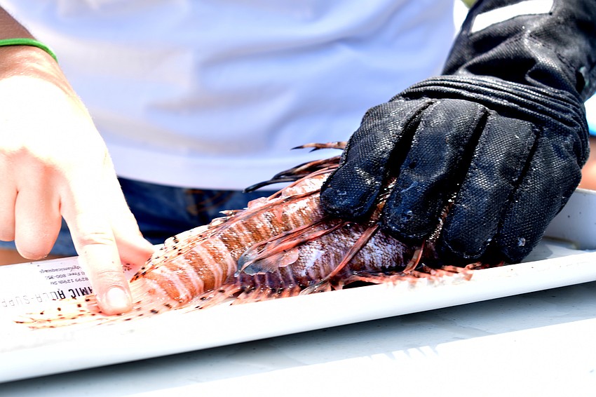 Reef Environmental Education Foundation (REEF) members measured the lionfish as teams arrived with their coolers.