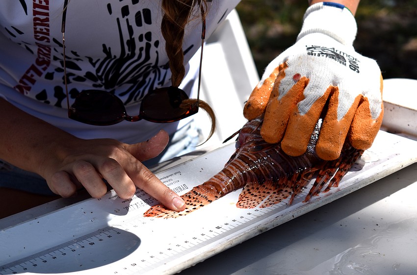 Reef Environmental Education Foundation (REEF) members measured the lionfish as teams arrived with their coolers.