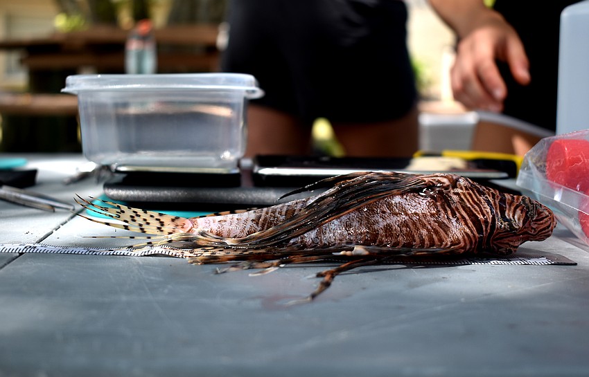Fourteen teams competed in the fourth annual Sarasota Lionfish Derby from July 7 to July 9.
