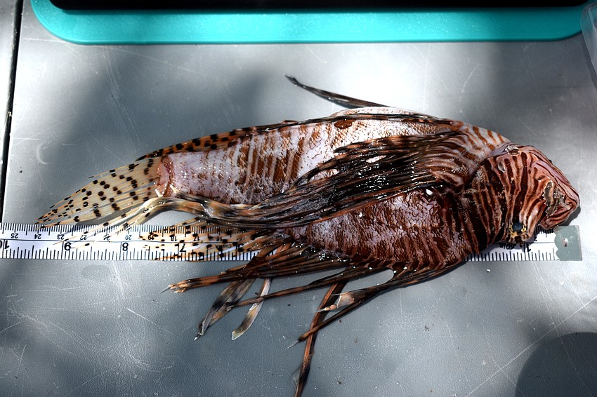 Fourteen teams competed in the fourth annual Sarasota Lionfish Derby from July 7 to July 9.