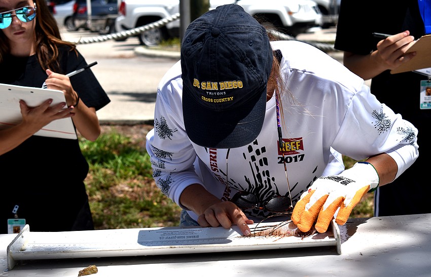 Reef Environmental Education Foundation (REEF) members measured the lionfish as teams arrived with their coolers.