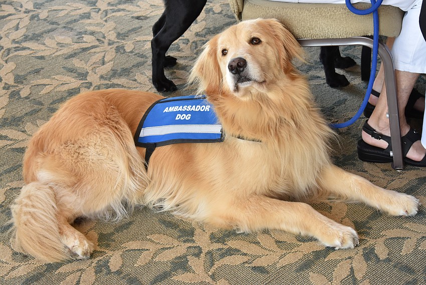 Benjamin, a 6-year-old ambassador dog, stayed alert throughout the event.