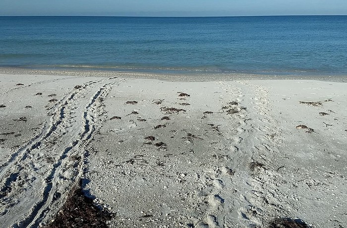 The turtle tracks leading back to the water are mixed with chair tracks. Photo courtesy of Mote