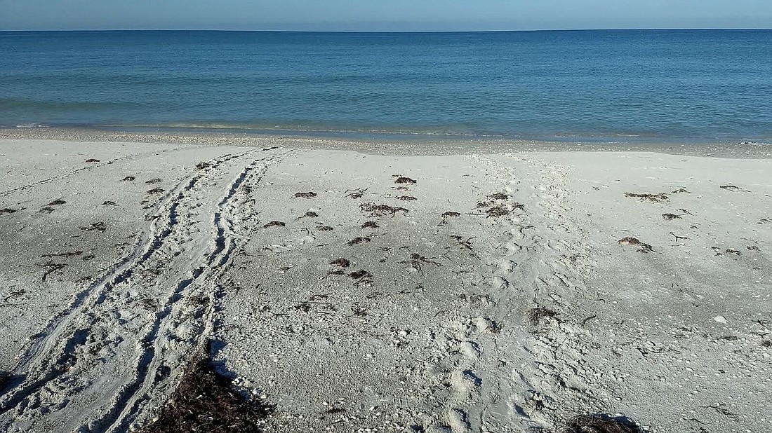 The turtle tracks leading back to the water are mixed with chair tracks. Photo courtesy of Mote