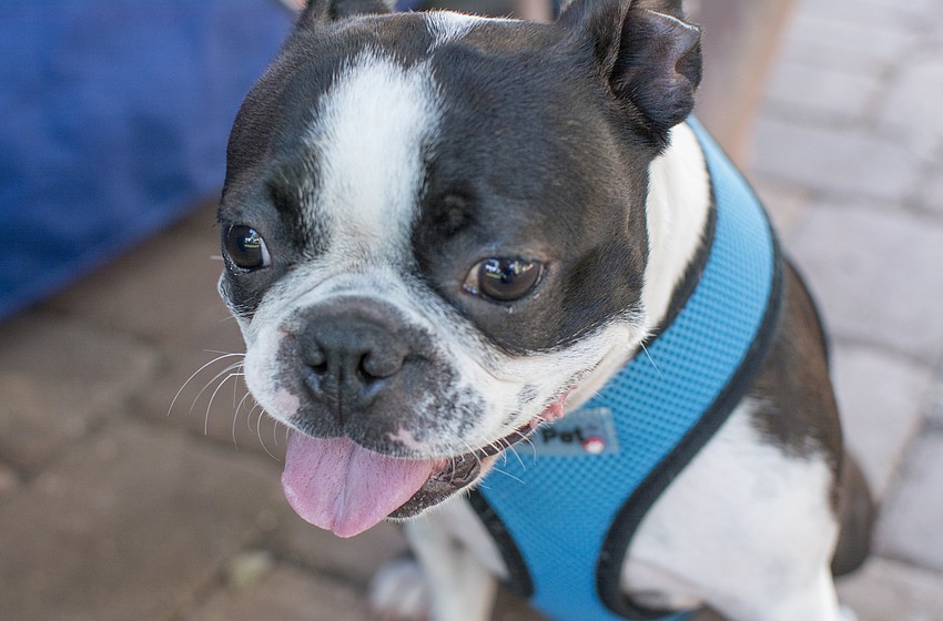 Chloe the Boston Terrier