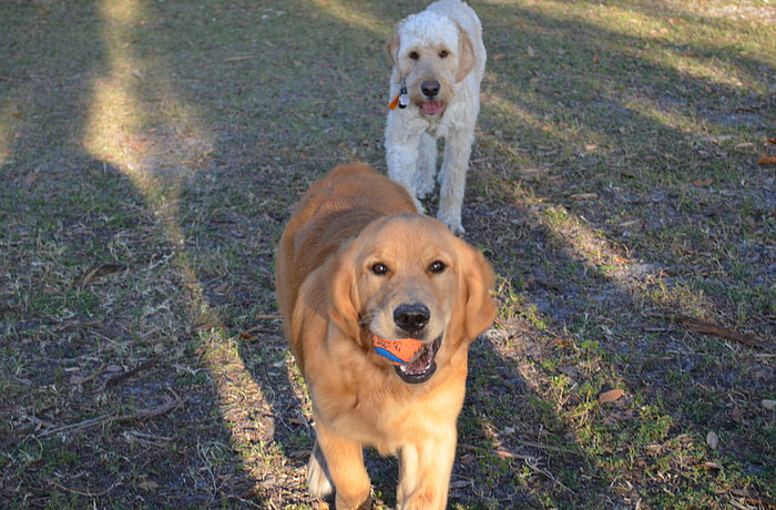 Dogs in public parks can no longer roam free, the City Commission said. Leash regulations were approved July 17.