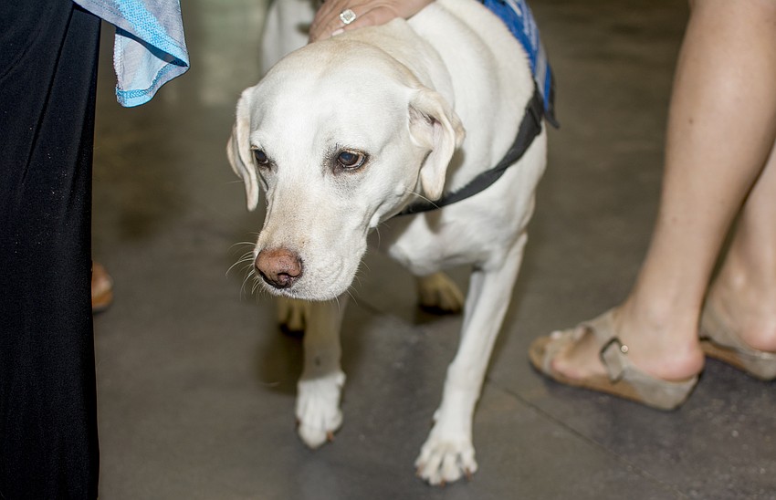 Southeastern Guide Dog ambassador dog Shell.