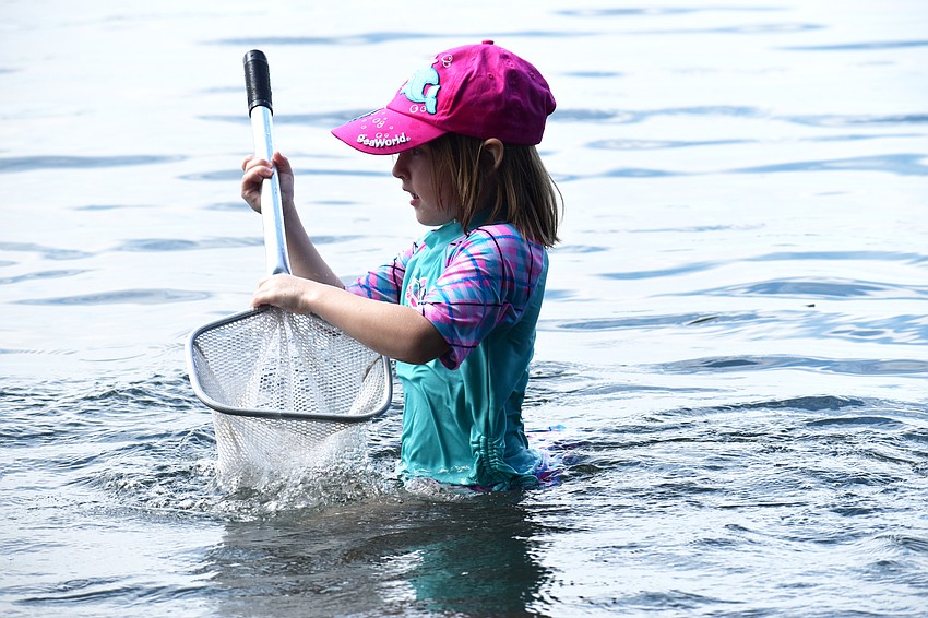 Vanessa Mayer wades around Sarasota Bay during Mote’s Mommy and Me camp.