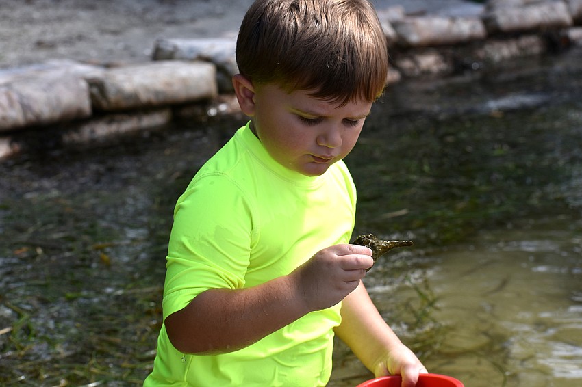 Garrett McLeod inspects a shell he found during Mote’s Mommy and Me camp.