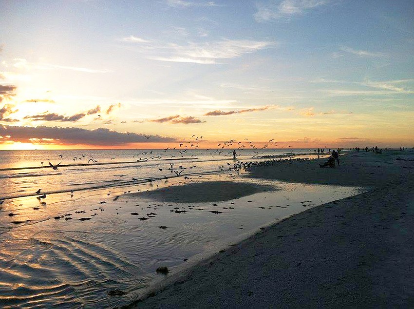 Marie Pelicano photographed these birds flocking on the shore of Lido Key. Shorebirds’ lives depend on healthy coastal features such as beaches, water and dunes.