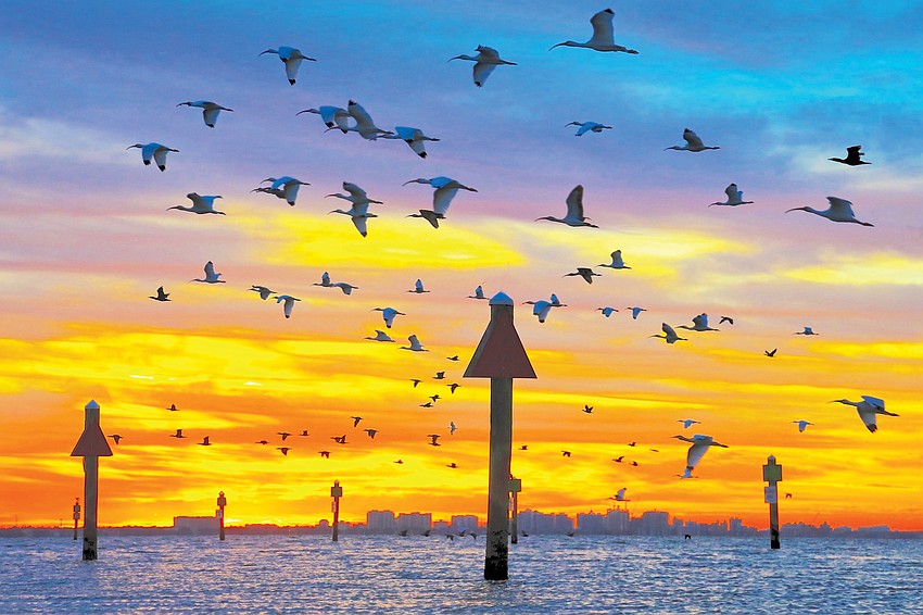 John Caviglia captured this photo of a flock of white ibises flying over Longboat Key Club Moorings. White ibises are one of the most numerous wading birds in Florida.