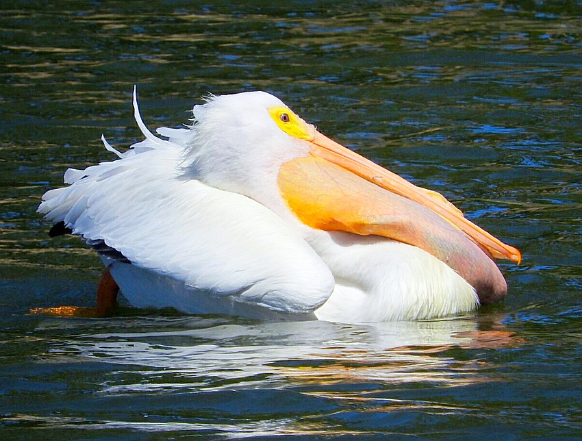 Janet Russo captured this photo of a white pelican enjoying a fish in her backyard pond in Bradenton. Less common than brown pelicans, American white pelicans are larger and usually live further inland on lakes and marshes.
