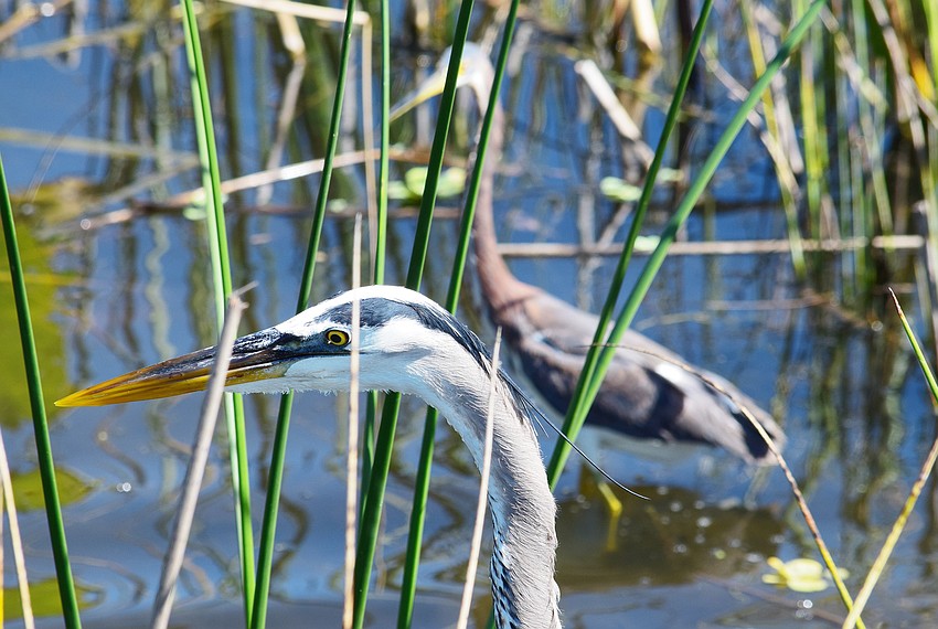 Mary Tygh Parks captured this tricolored heron stalking through the water near a great blue heron at Celery Fields in Sarasota. Tricolored herons are smaller than great blue herons, which are the largest herons in North America.