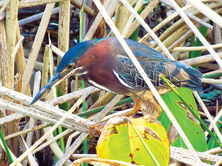 Jeannie Sparks photographed this green heron at Celery Fields in Sarasota. These small herons tend to live solitary lives in densely vegetated areas.