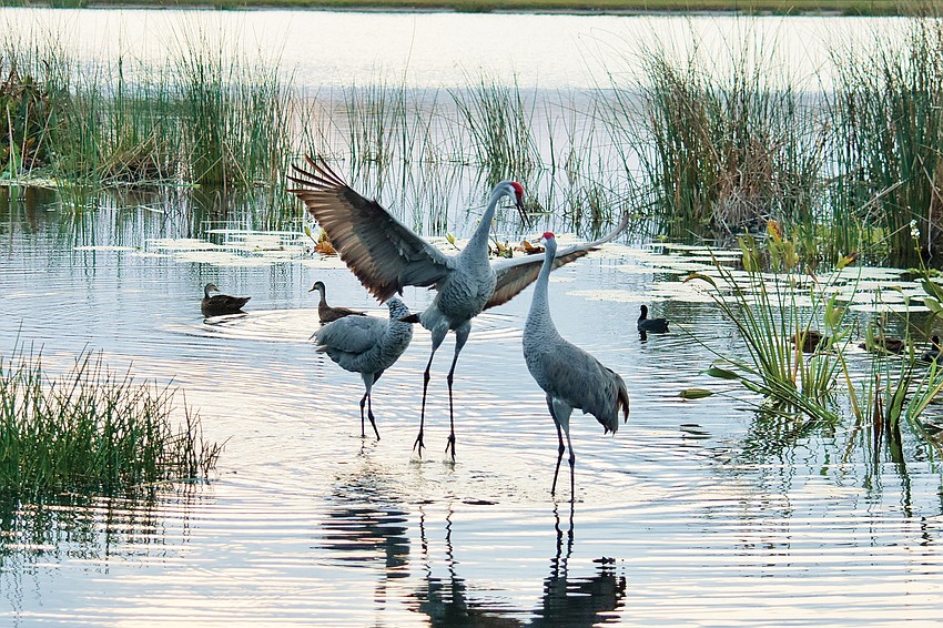 Gordon Silver took this photo of a male sandhill crane showing off for two females at Grayhawk Landing in Manatee County.
