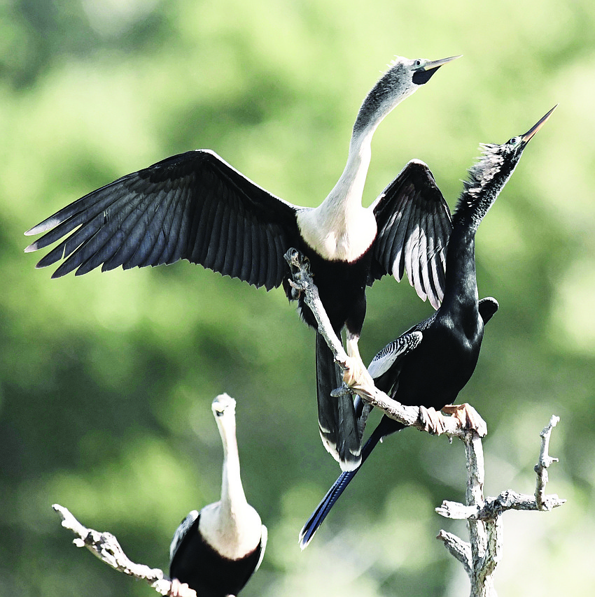 Roger Fault photographed these anhingas at the Venice Rookery. An anhinga often is seen perched above water drying its outspread wings, or with its neck and head sticking out the water as it fishes for food.