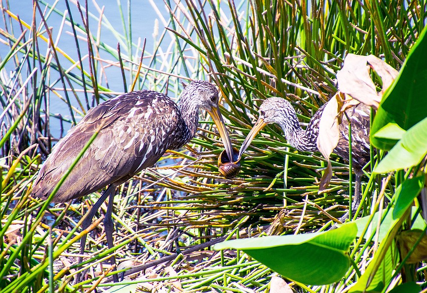 Mary Tygh Parks photographed these limpkins sharing lunch at Celery Fields in Sarasota.