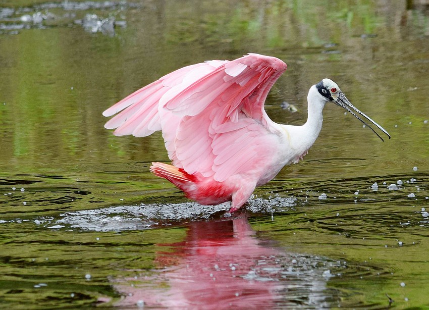 Mary Tygh Parks photographed this roseate spoonbill landing on the water at Myakka River State Park. Once nearly eliminated in the United States, the roseate spoonbill population has made a comeback, but they are still vulnerable.