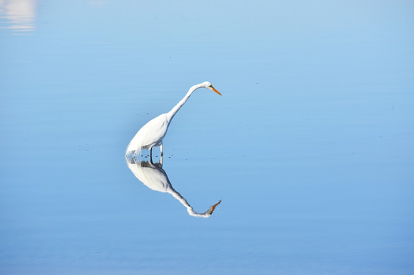Gordon Silver captured this photo of a great egret reflected in the calm water at Myakka River State Park.