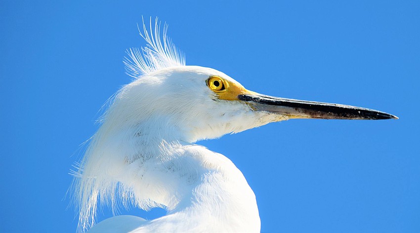 Mary Tygh Parks photographed this snowy egret posing at the Venice pier.