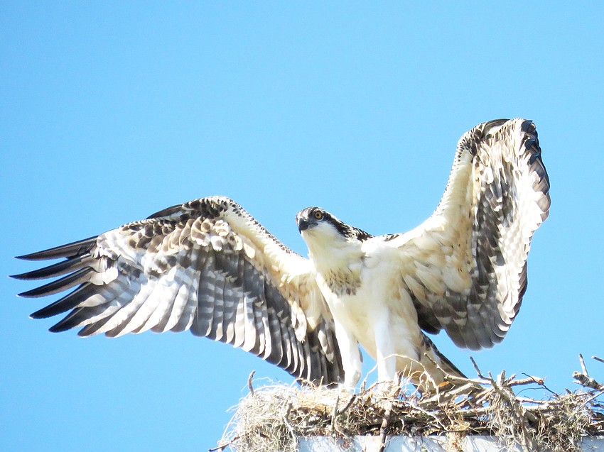 Samantha Bisceglia photographed this young osprey leaving the nest on Siesta Key for the first time after many attempts. Fish-eating, hawk-like ospreys are commonly seen soaring over coastal water and nesting on high perches.