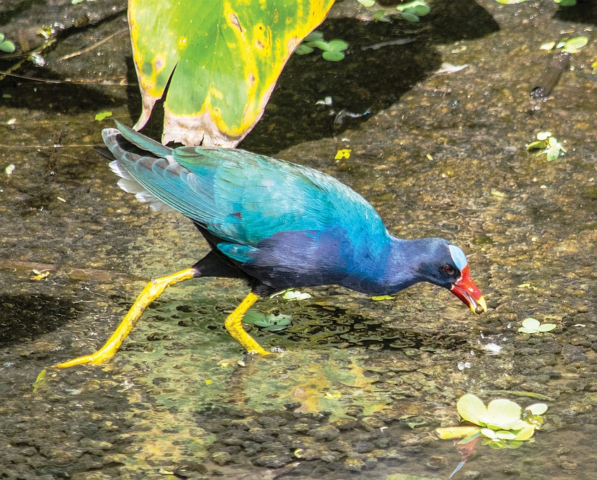 Mary Tygh Parks photographed this purple gallinule having a bite at Celery Fields in Sarasota.