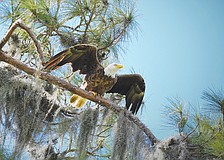 June winner: Gordon Silver captured this shot of a bald eagle ready to do some afternoon fishing in a Lakewood Ranch pond.