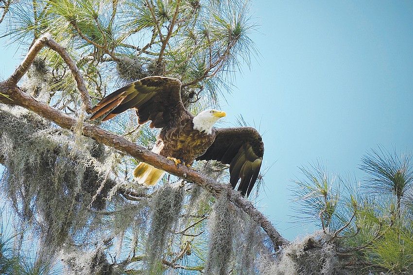 June winner: Gordon Silver captured this shot of a bald eagle ready to do some afternoon fishing in a Lakewood Ranch pond.