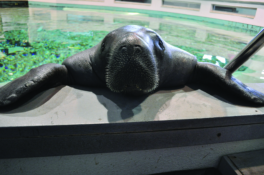Snooty died on Sunday at the South Florida Museum. File photo.