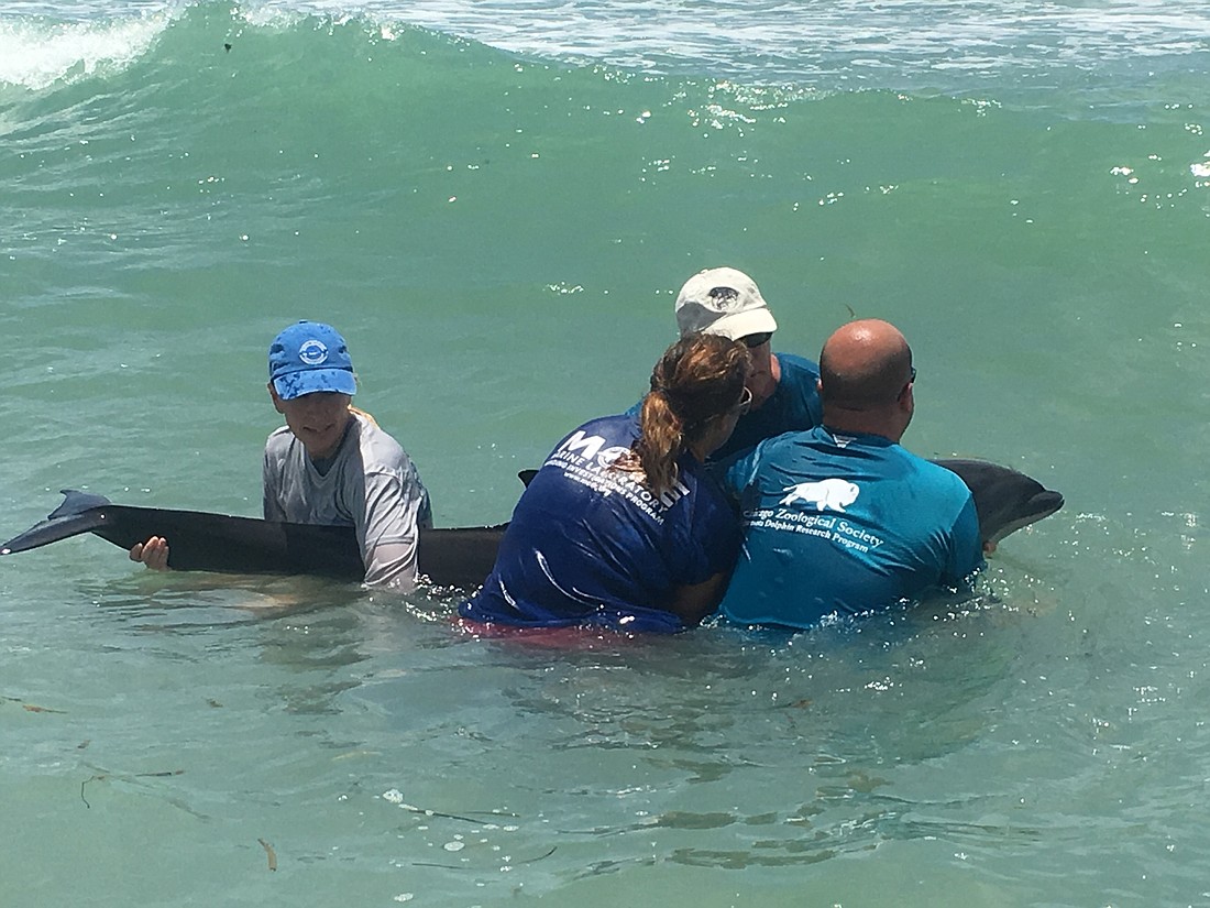 Mote&#39;s Stranding Investigation Program responded to a stranded dolphin call on July 29. Photo courtesy of Mote