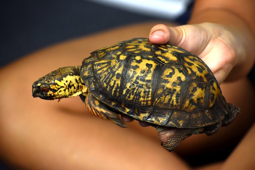 The Aqua Kids met Sam, a dry land turtle who lives in one of Mote’s education centers.